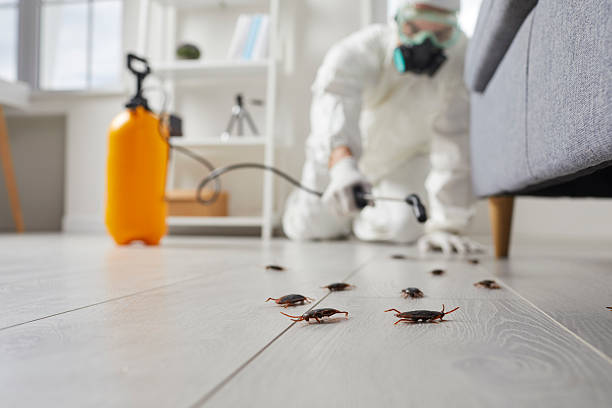 Commercial Rodent Management in Thousand Palms